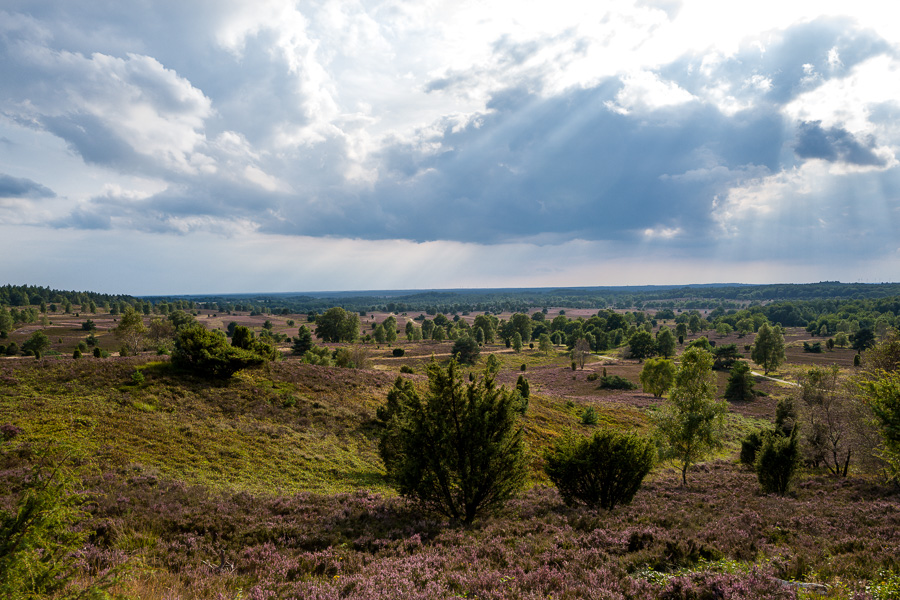 Blick vom Wilseder Berg in der Lüneburger Heide L1030916.jpg