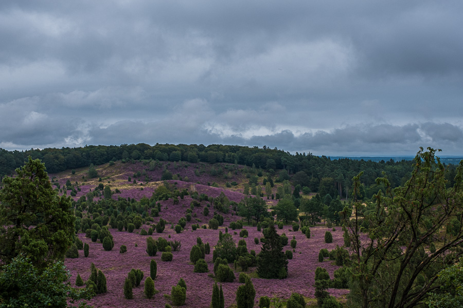 Lüneburger Heide