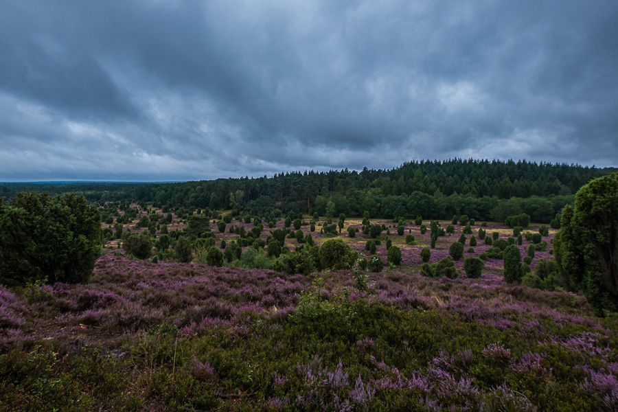Lueneburger_Heide_H1190498.jpg Lueneburger_Heide_H1190498.jpg